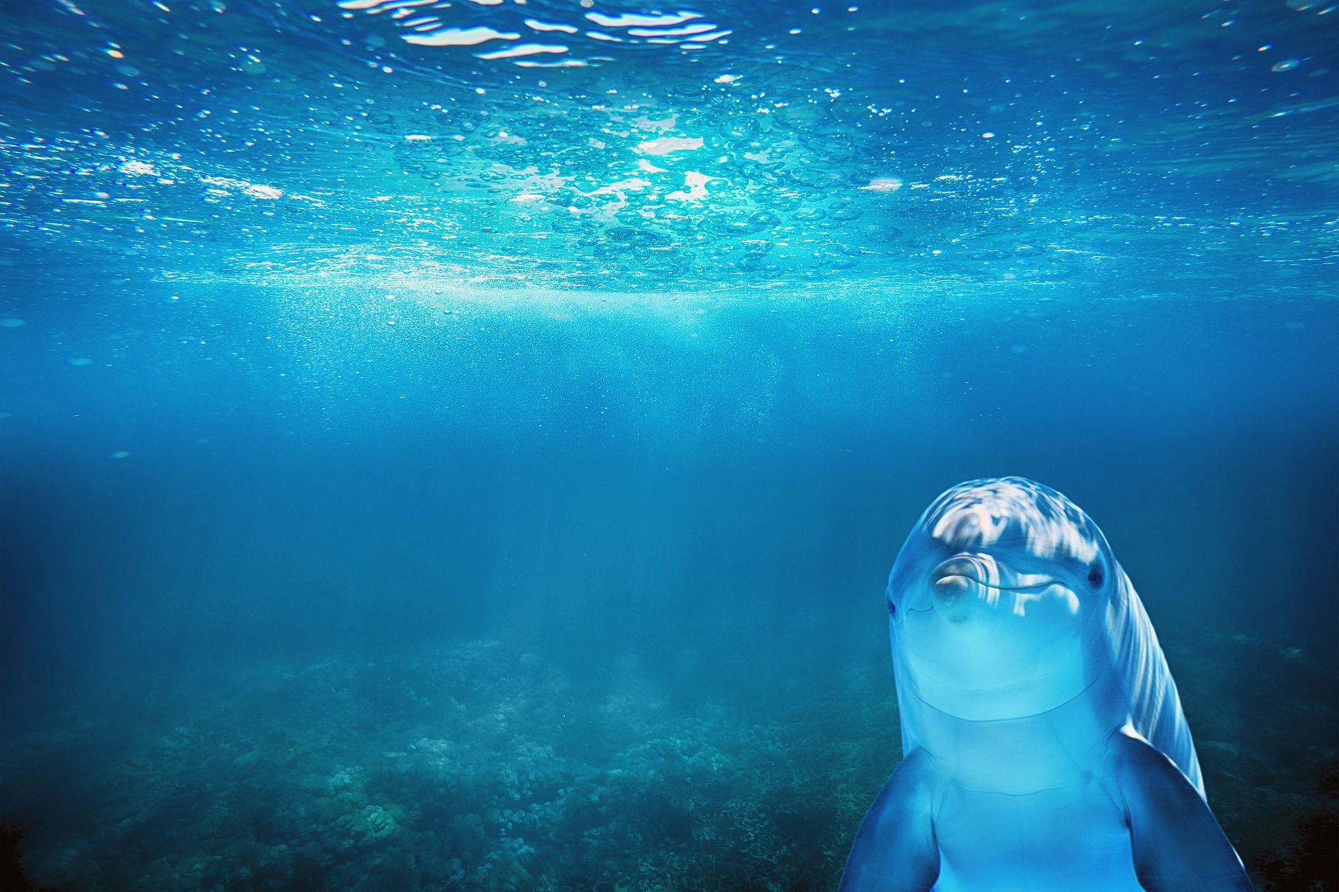 Underwater Bombs & Beaver Psychology