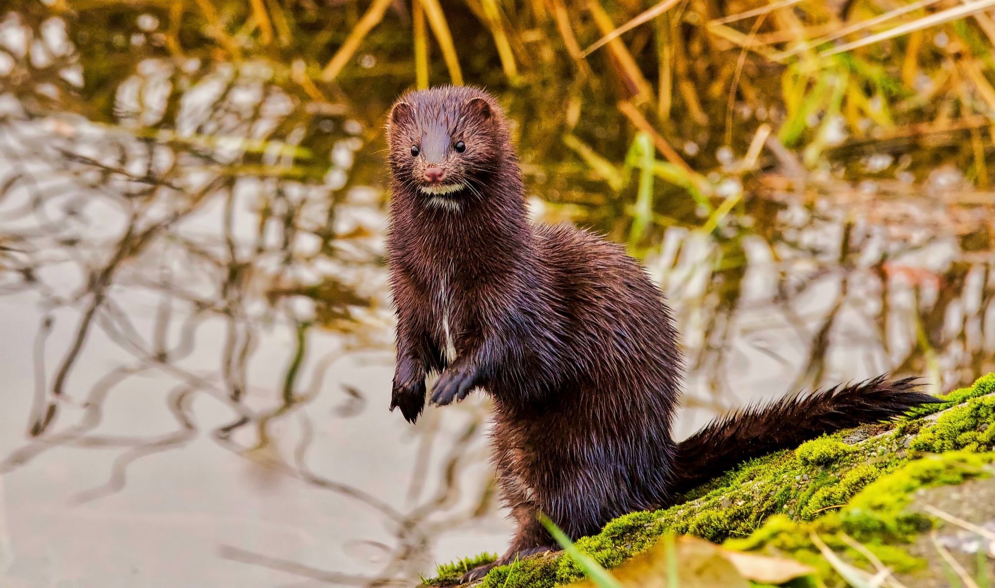Can American mink be eradicated from Britain?