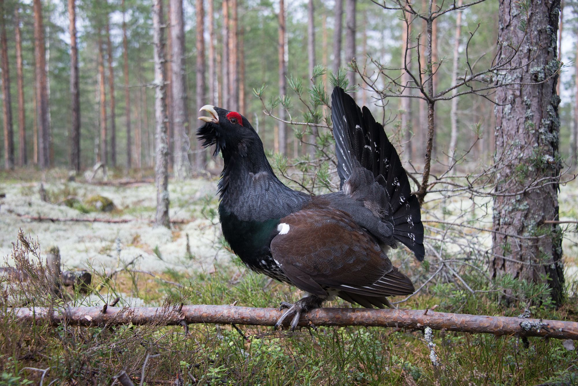 conservationists save capercaillie – killing its predators?