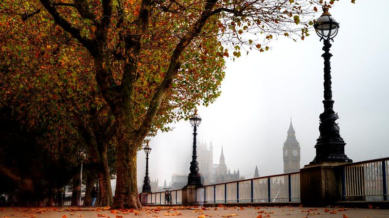 How London's trees became chronicles of climate change
