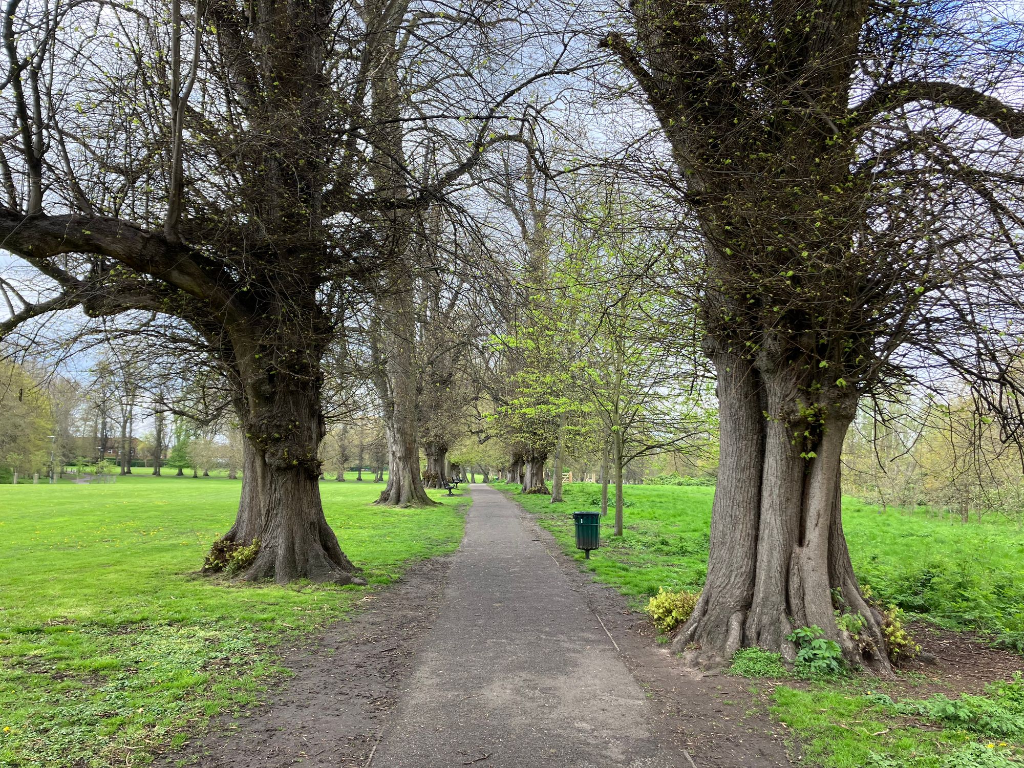 How London's trees became chronicles of climate change