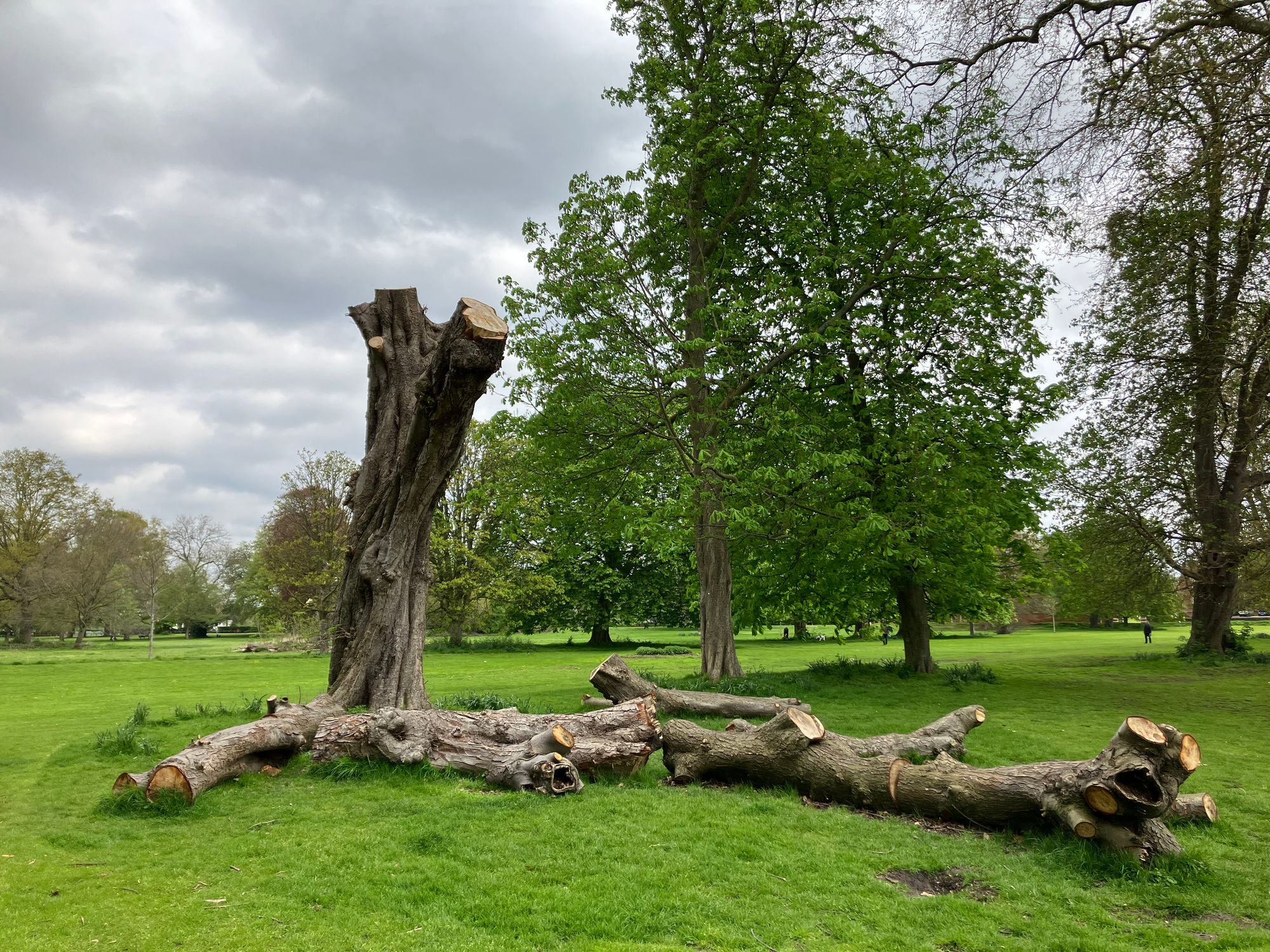 How London's trees became chronicles of climate change