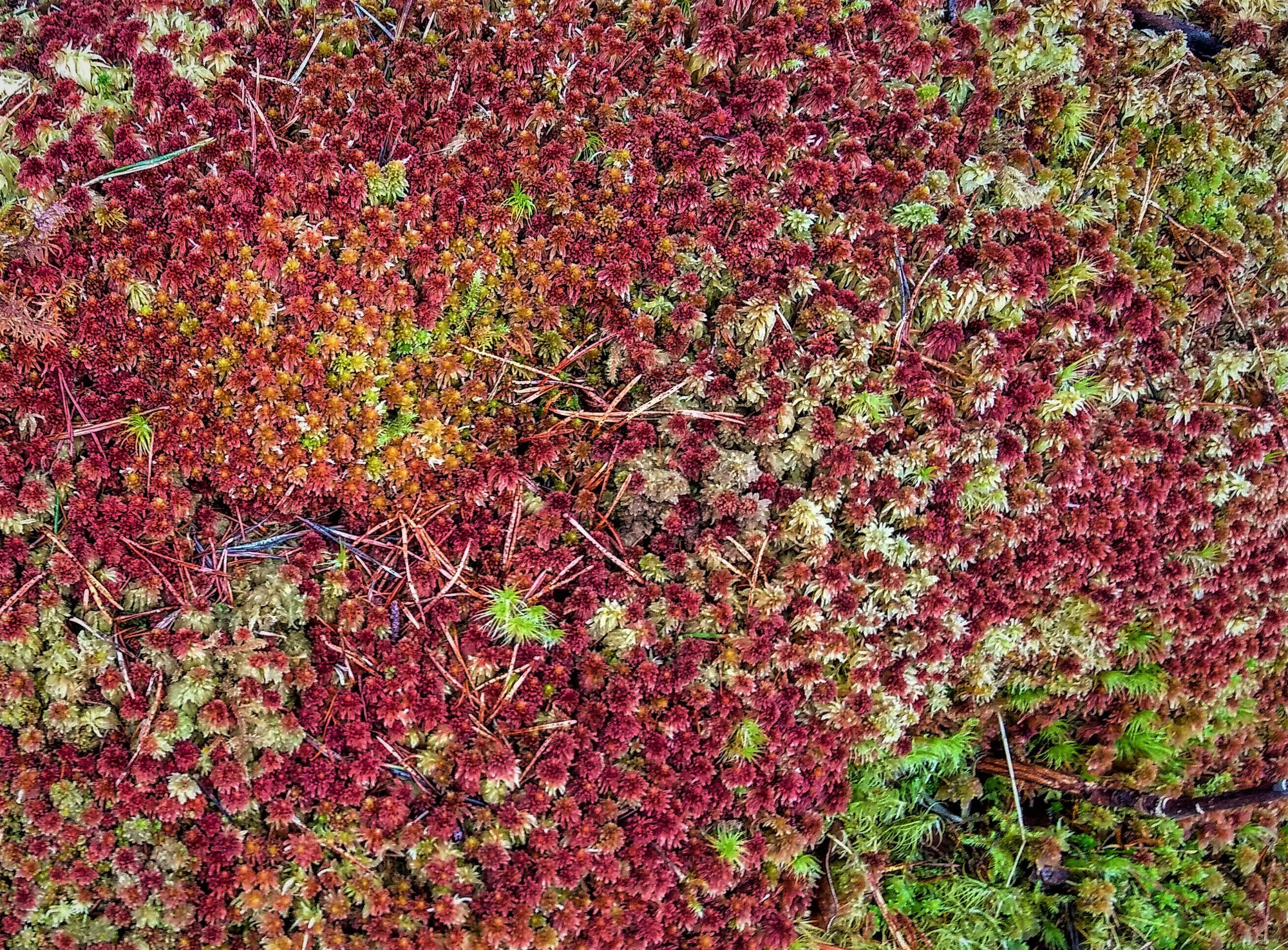 Stories in the peat