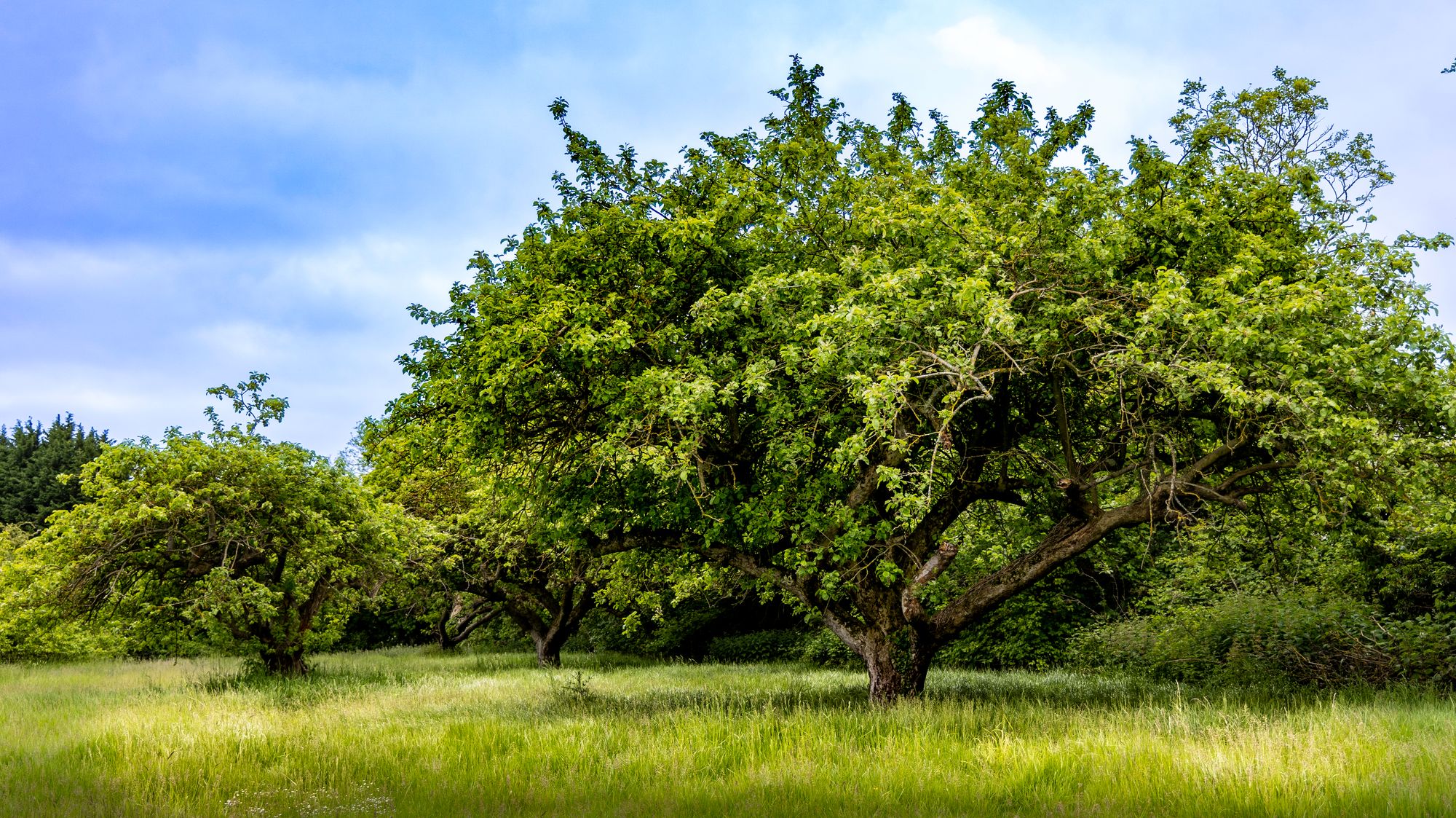 The fight is on to save Coton Orchard