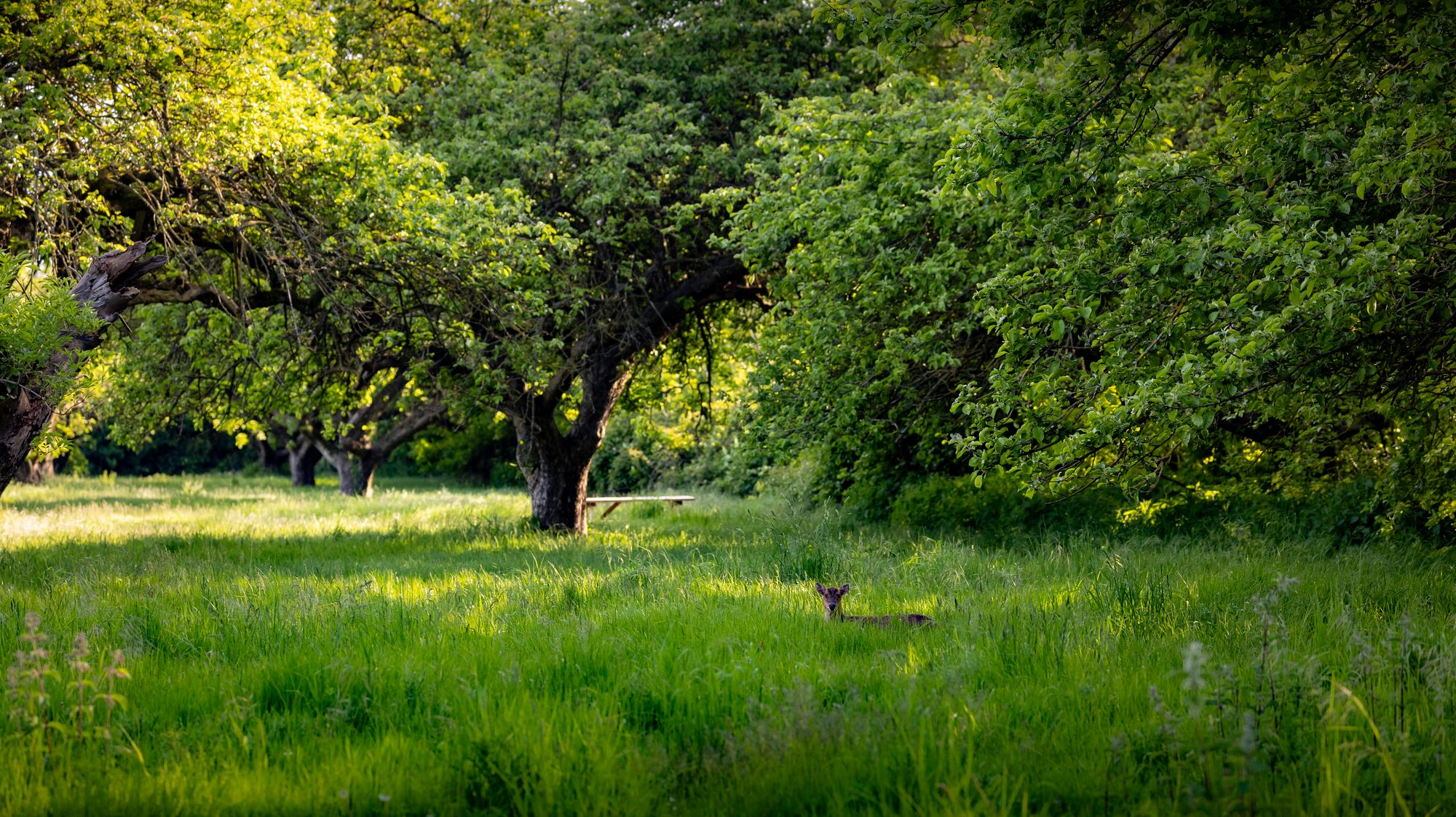 The fight is on to save Coton Orchard