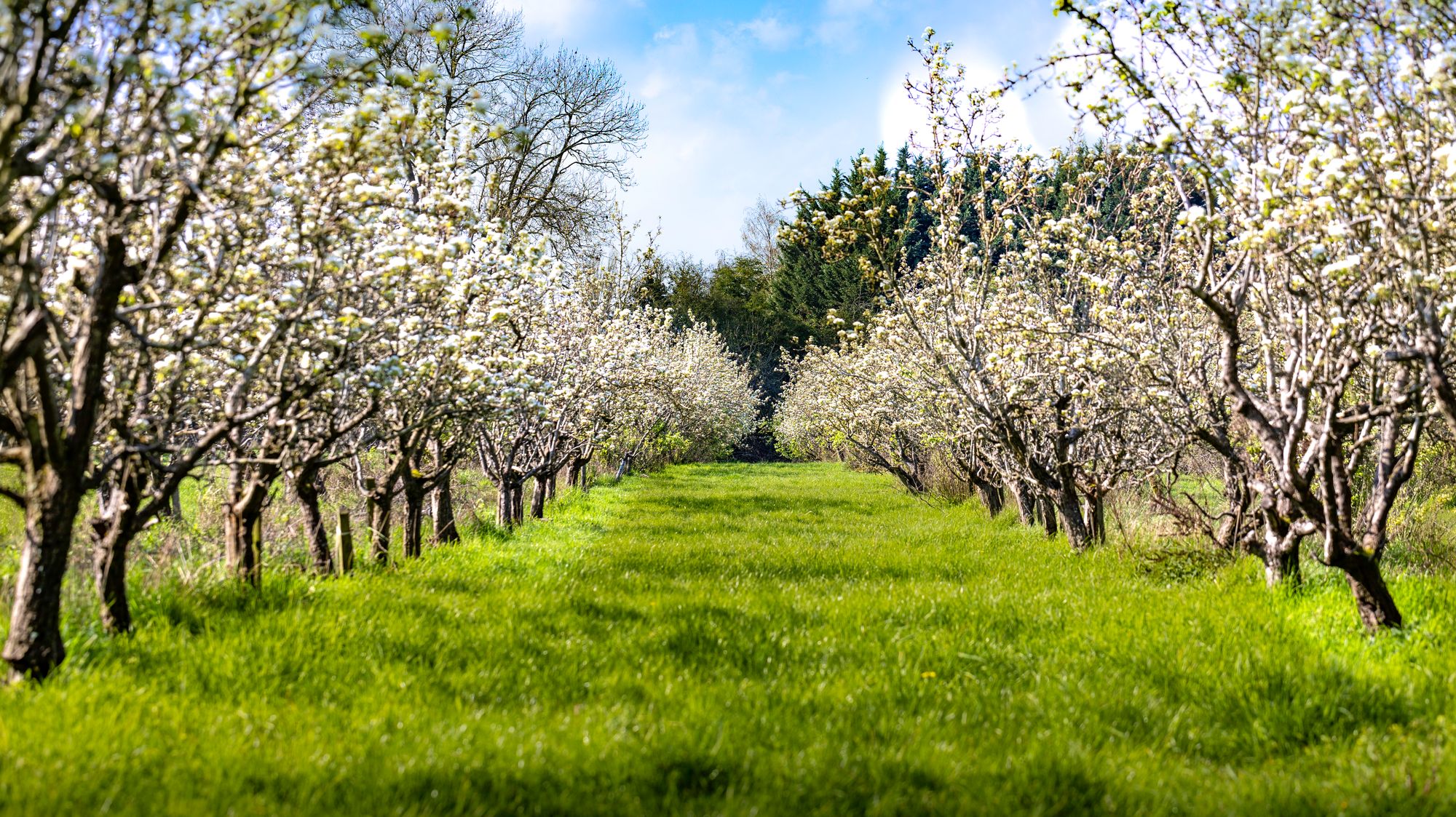 The fight is on to save Coton Orchard
