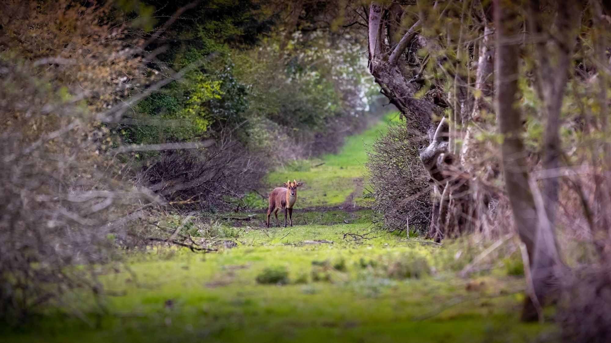 The fight is on to save Coton Orchard