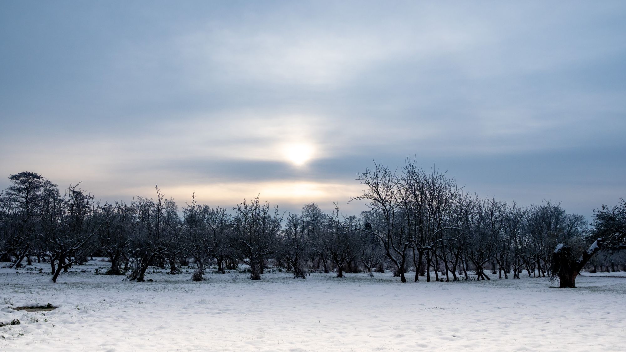 The fight is on to save Coton Orchard