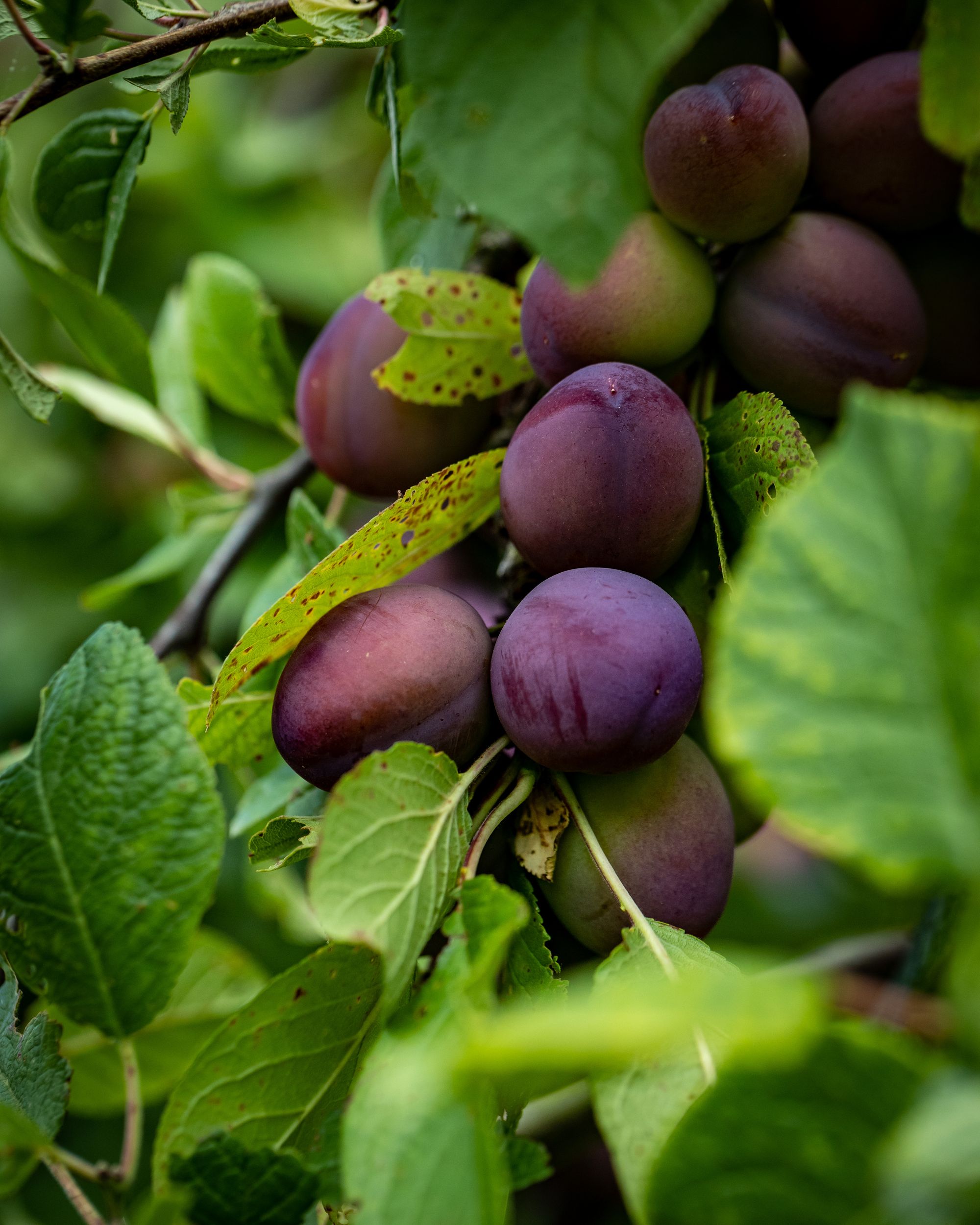 The fight is on to save Coton Orchard