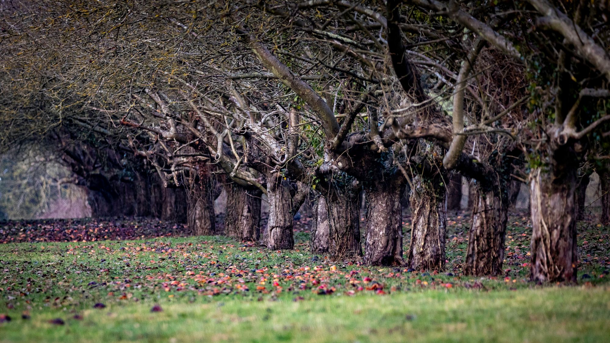 The fight is on to save Coton Orchard