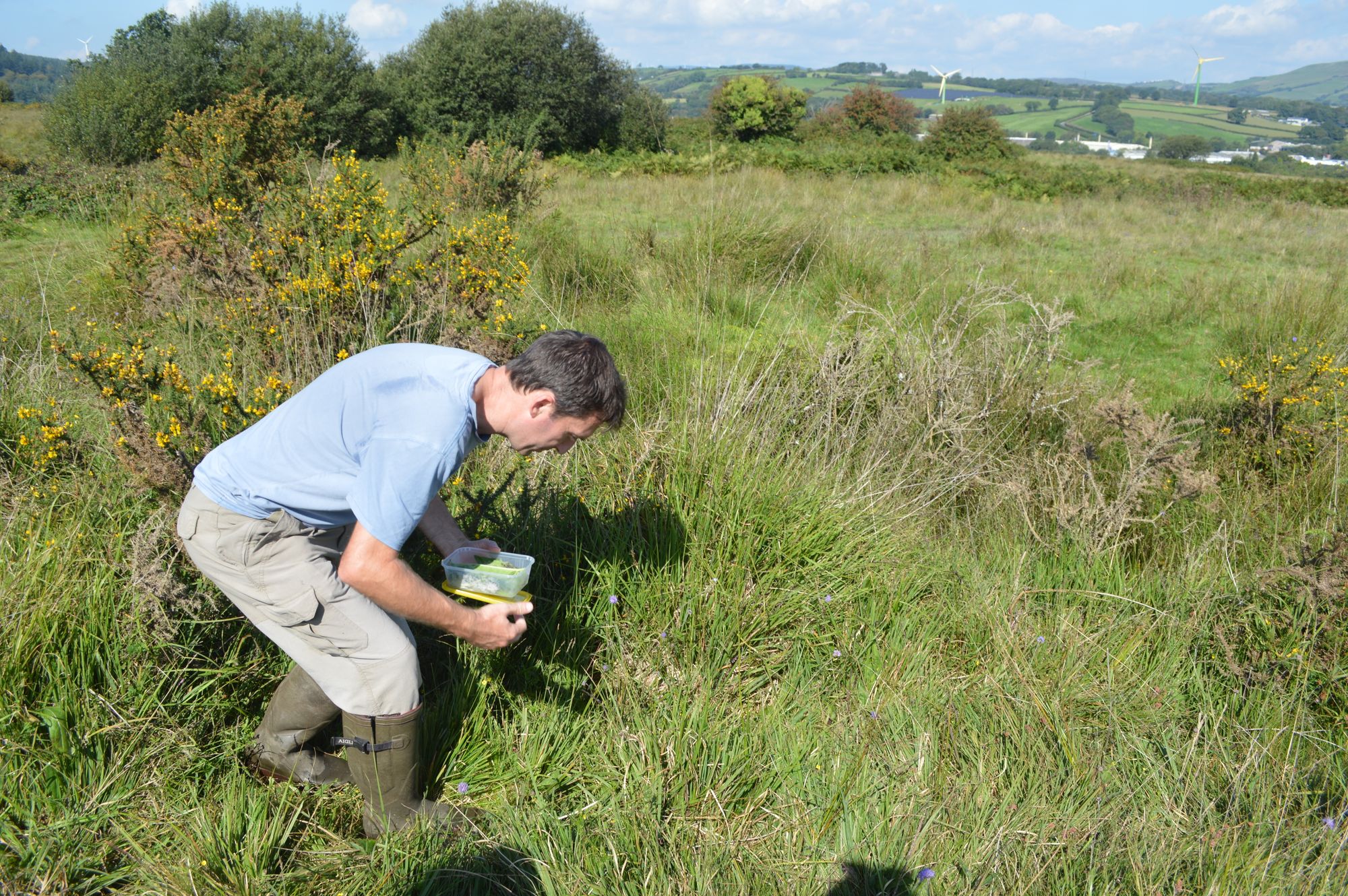 On Llantrisant Common, a butterfly took on the bureaucrats – and won