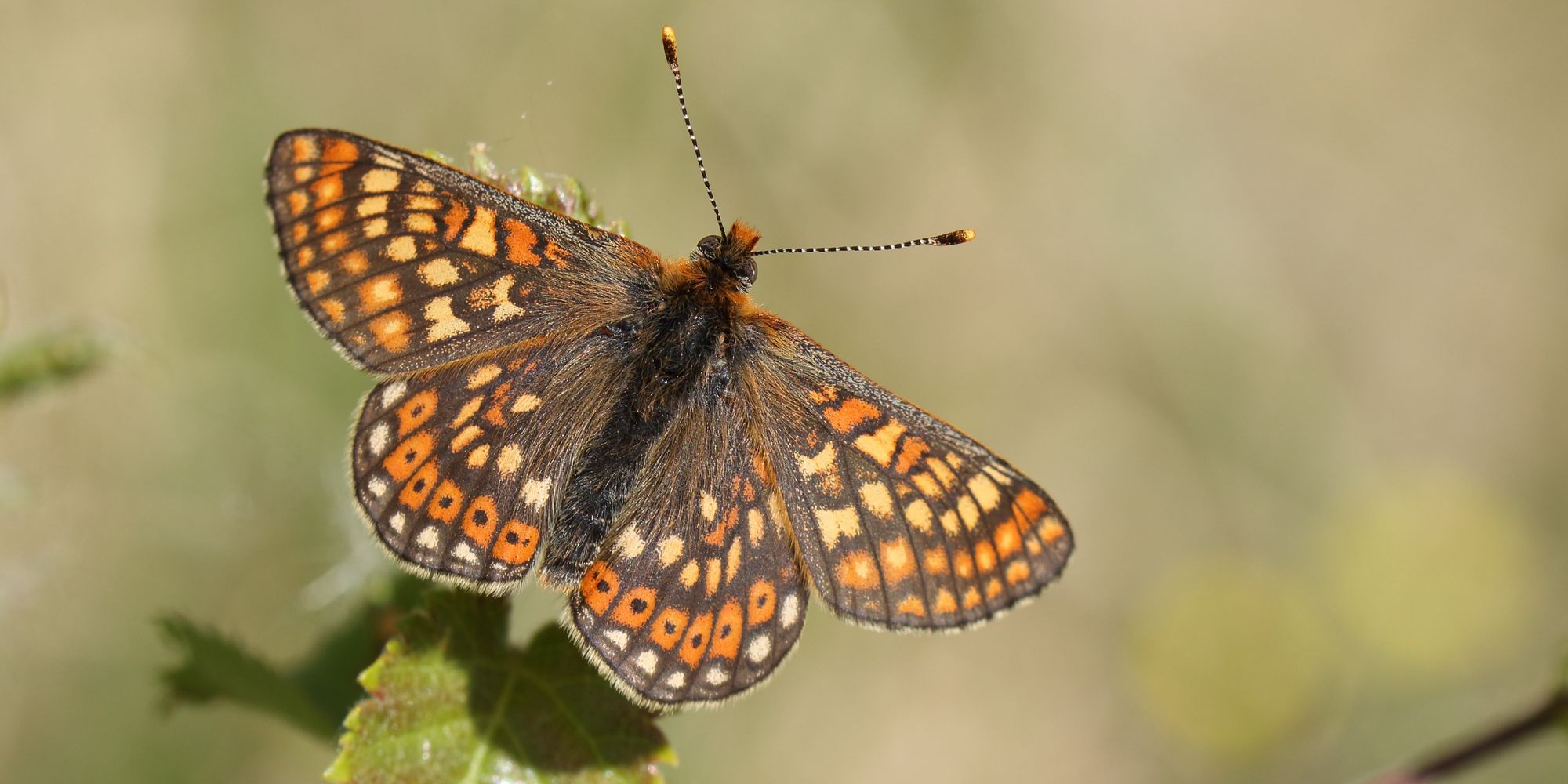 On Llantrisant Common, a butterfly took on the bureaucrats – and won