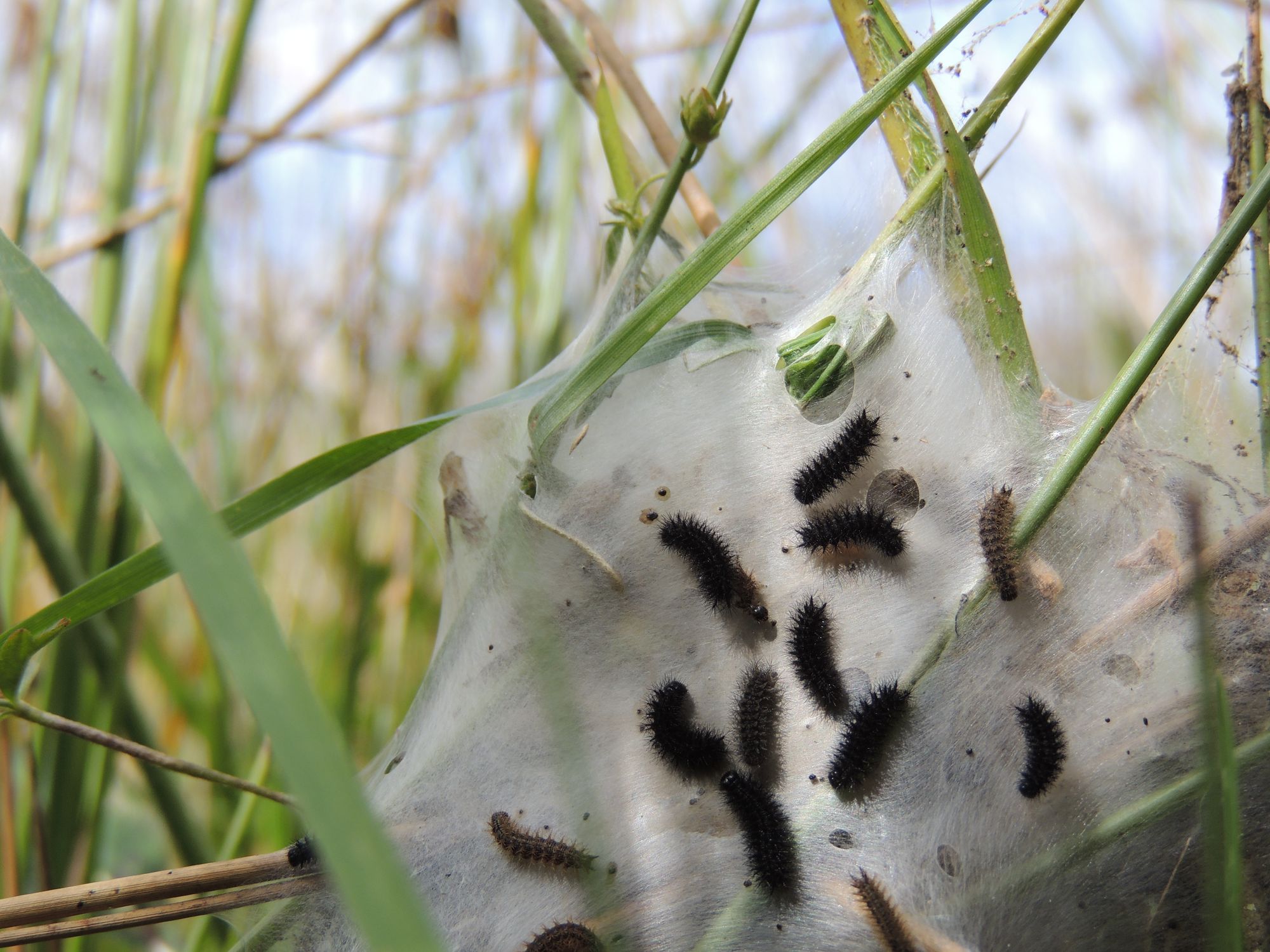 On Llantrisant Common, a butterfly took on the bureaucrats – and won