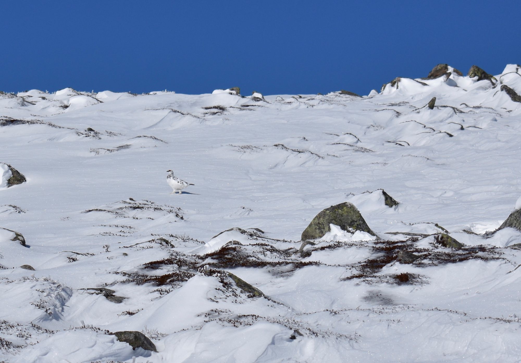 A journey through the Cairngorms – and through time