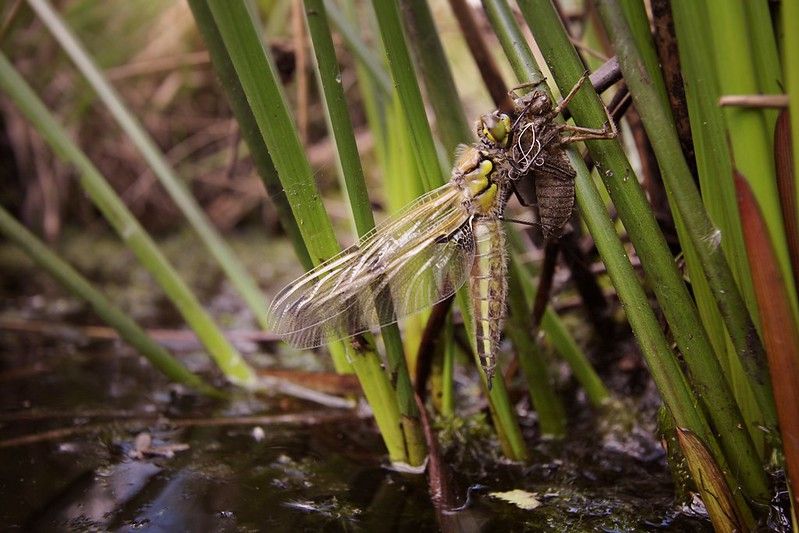 At a Manchester bog, conservationists are still battling the damage of the Industrial Revolution