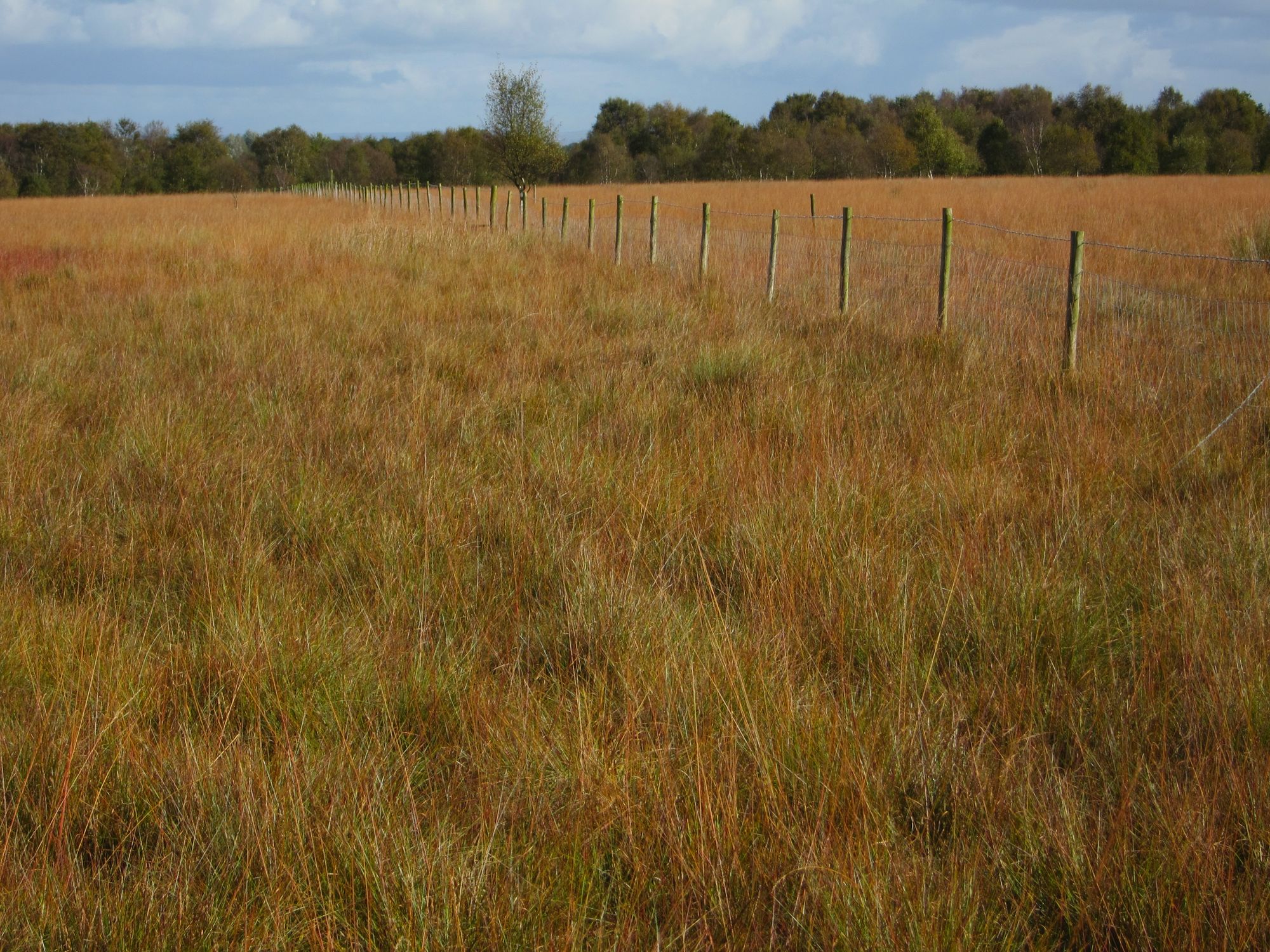 At a Manchester bog, conservationists are still battling the damage of the Industrial Revolution