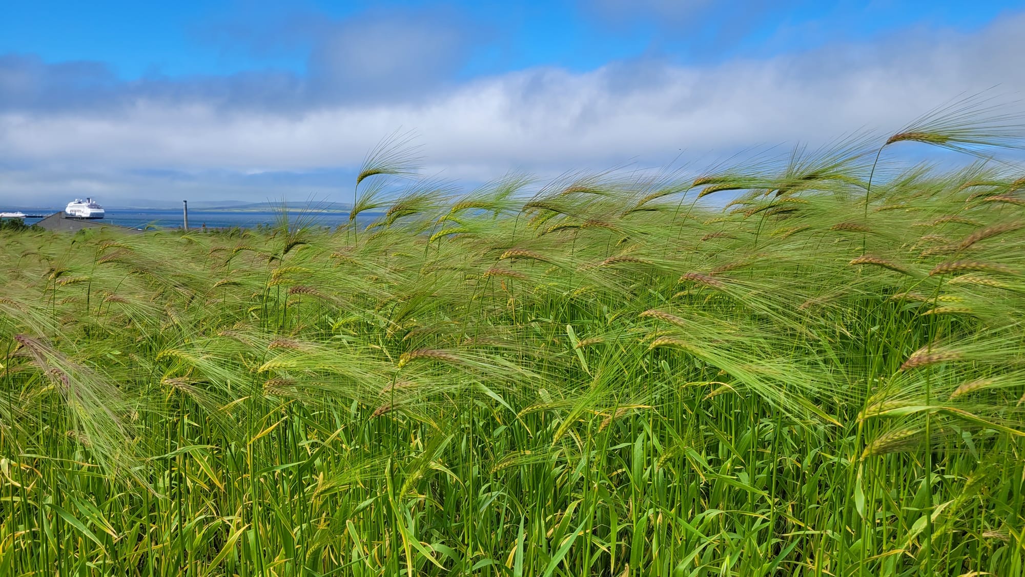 The ancient crop providing hope to islanders – and humanity