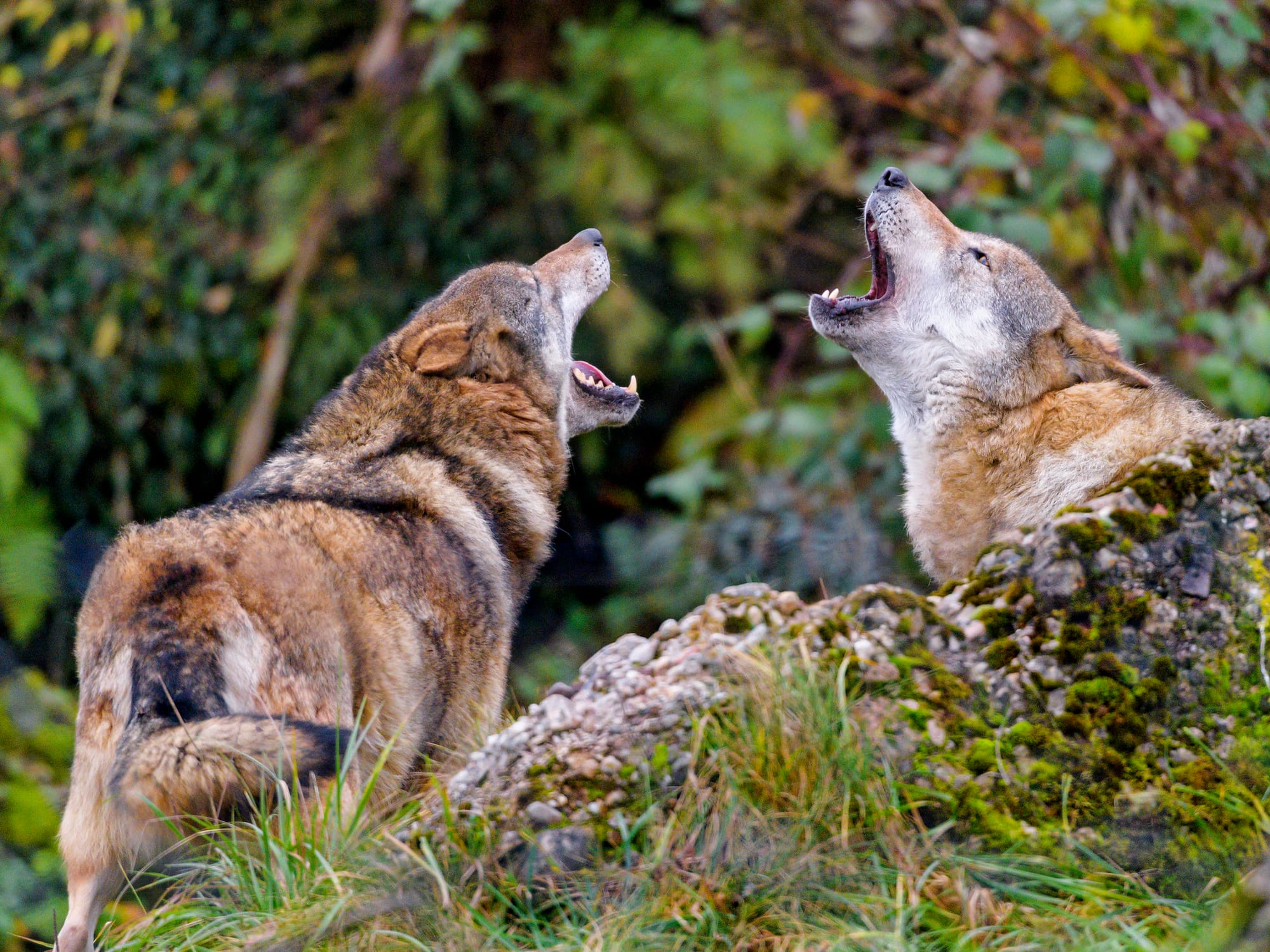 Wolf watching in the Scottish Highlands in 2044