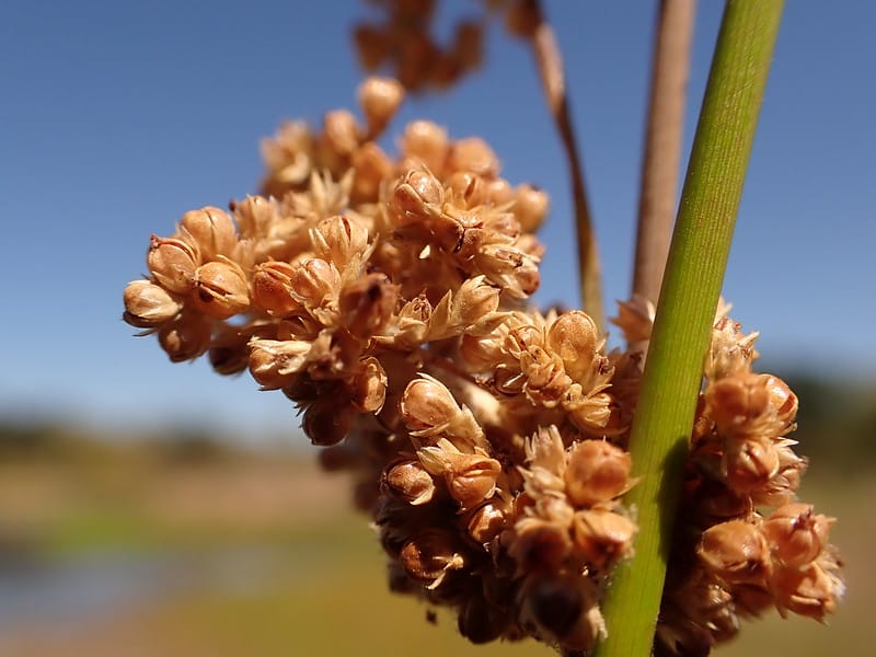 'An Orkney Miracle Drink': How wildflowers heal us, inside and out