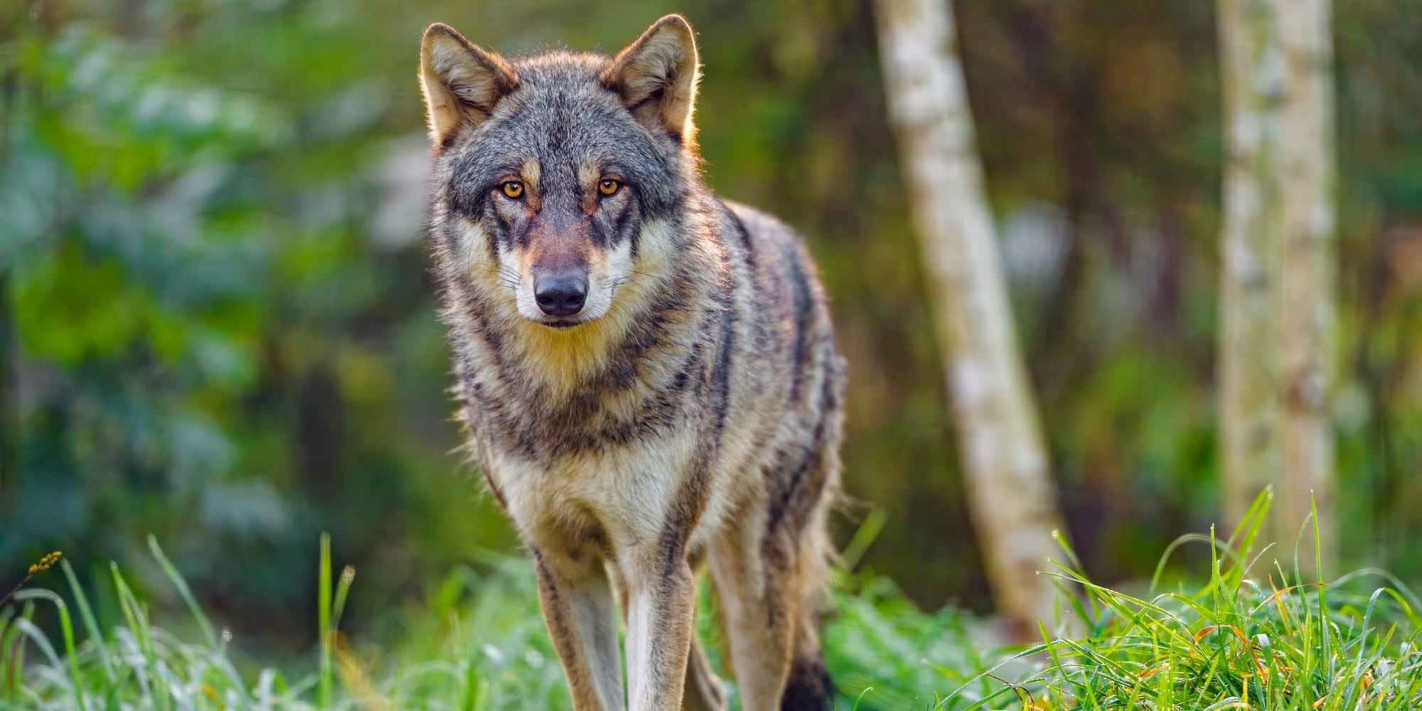 Wolf watching in the Scottish Highlands in 2044