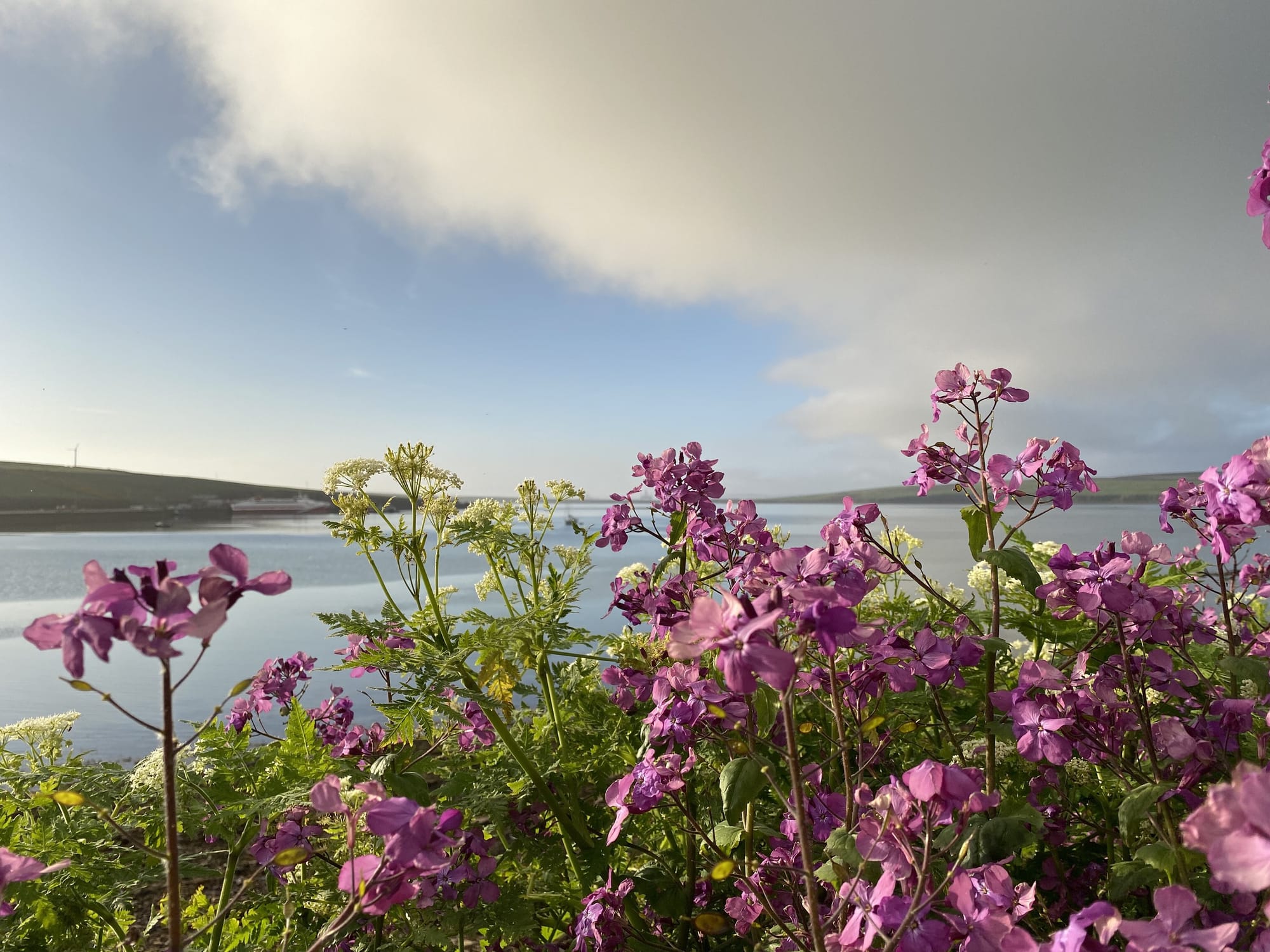 'An Orkney Miracle Drink': How wildflowers heal us, inside and out