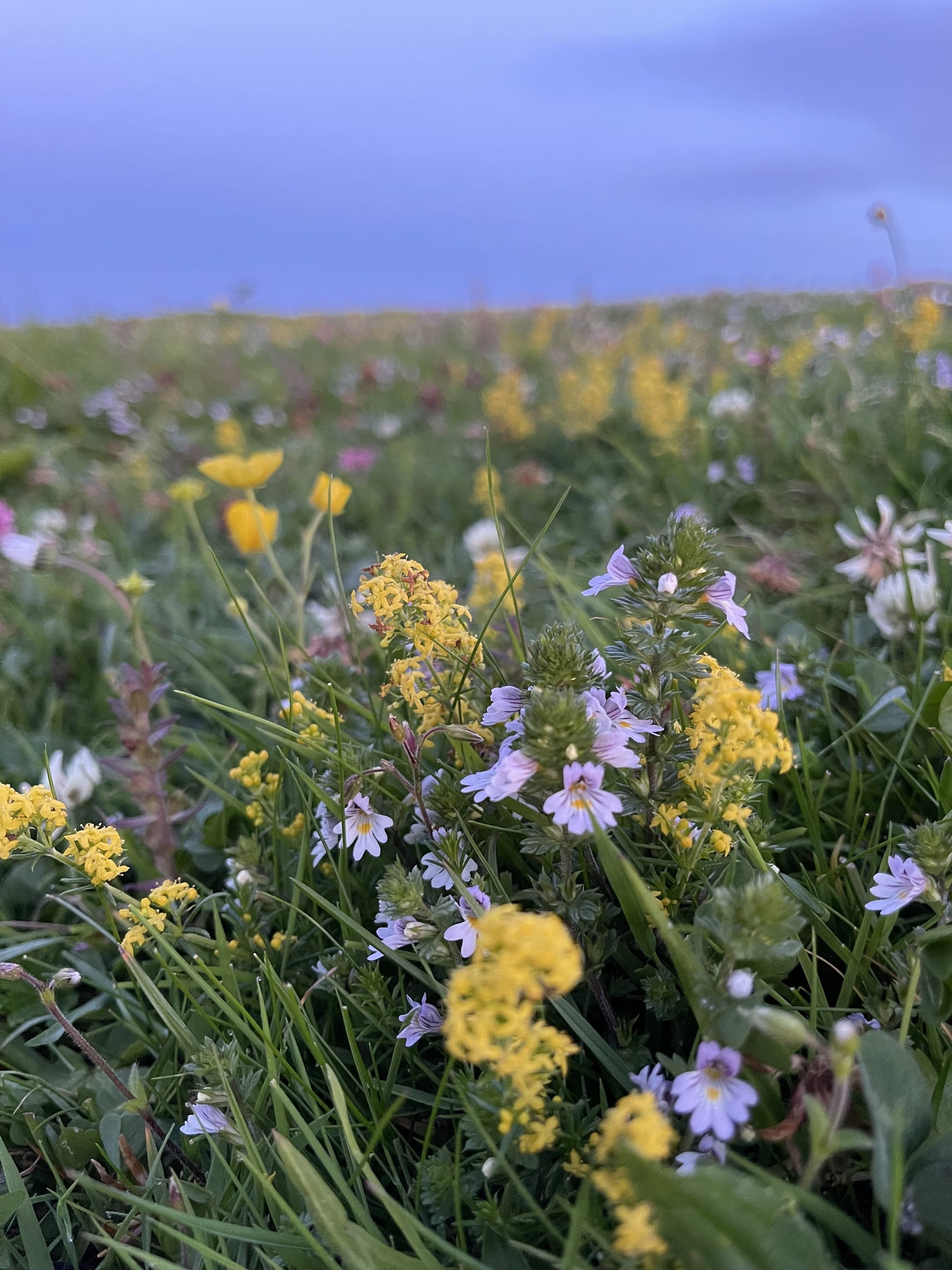 'An Orkney Miracle Drink': How wildflowers heal us, inside and out