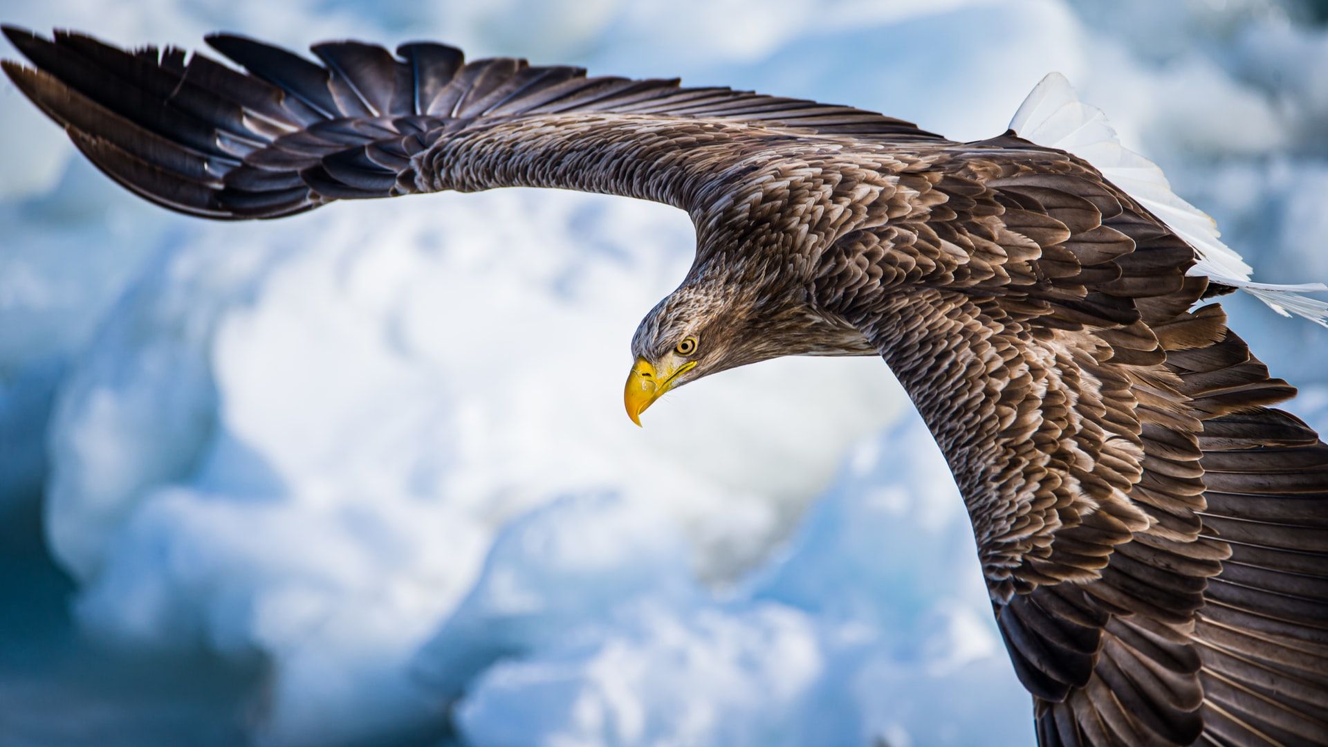 Queen's Speech & White-Tailed Eagles