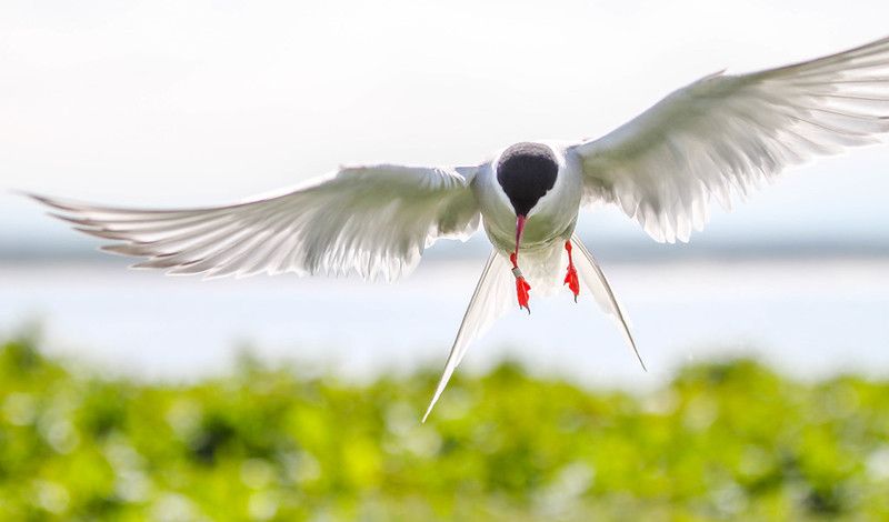 Climate Adaptation & Lost Terns