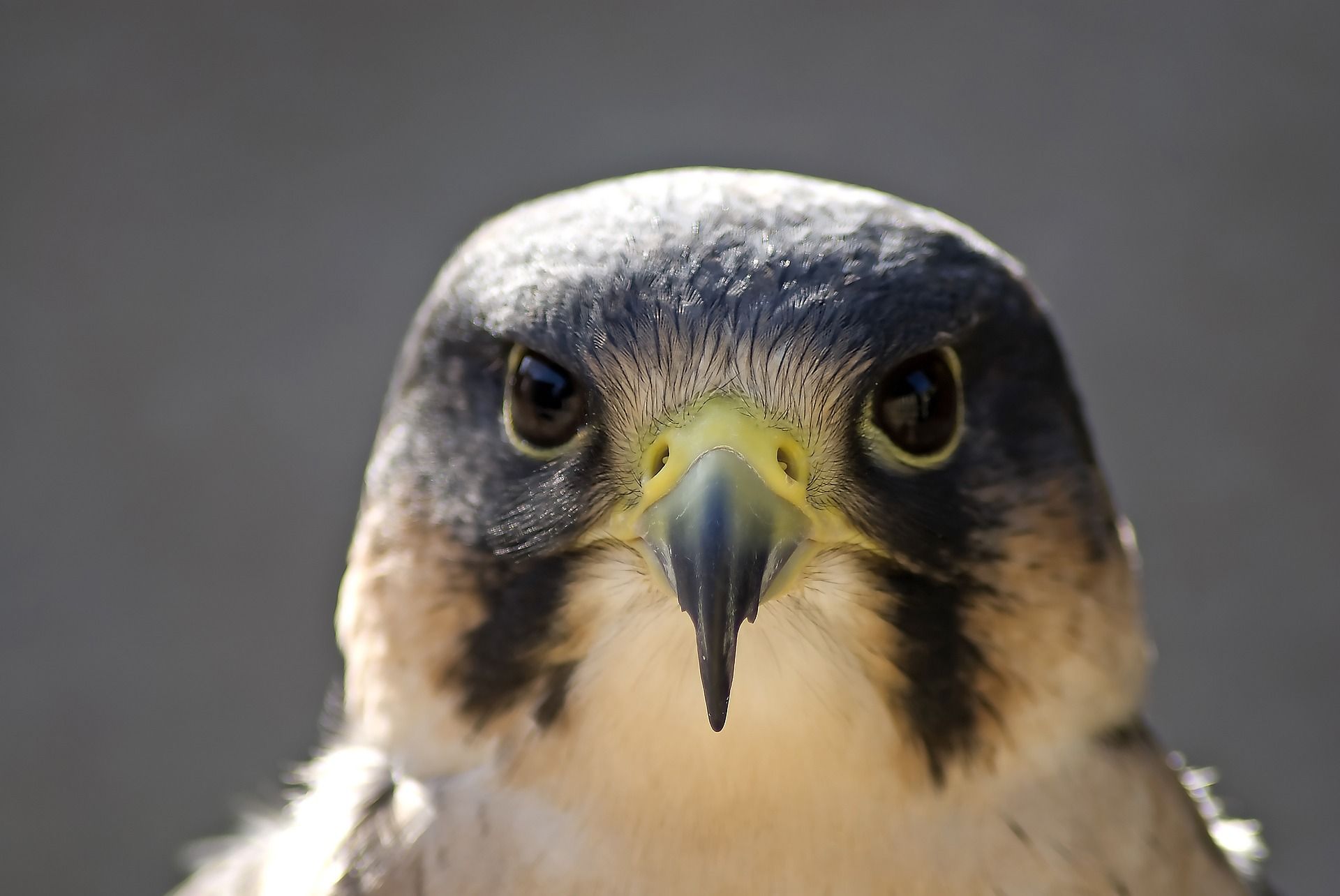 Green Politics & Raptor Crime