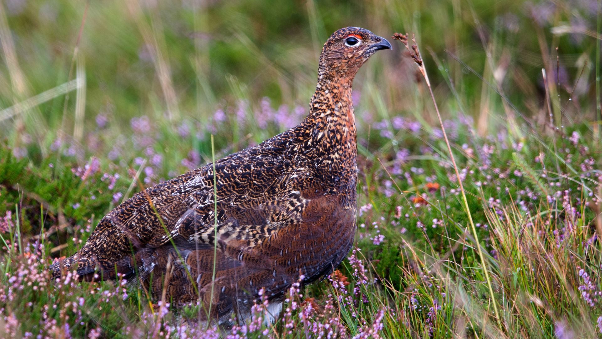 Glorious Twelfth & Slow Ecology