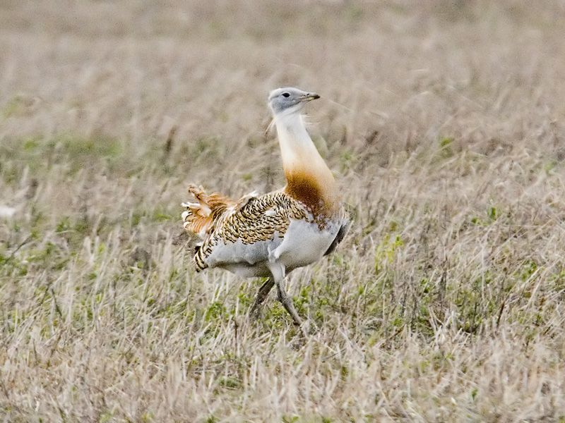 Tory Conference & Great Bustards