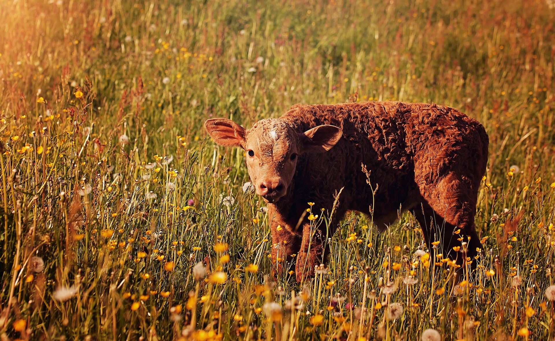 Net Zero & Small Farms