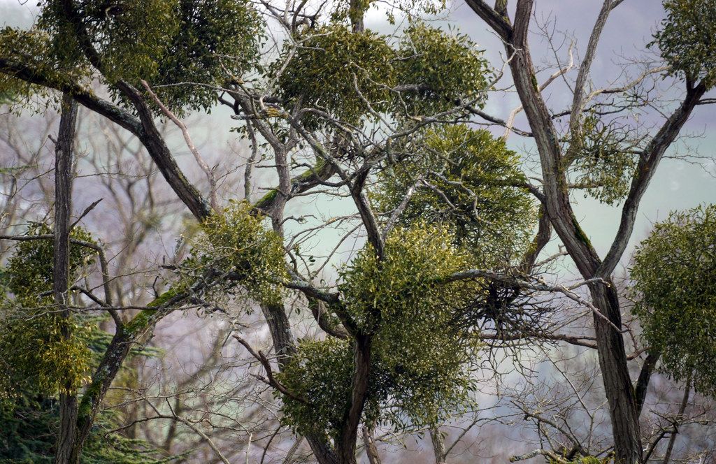 Farm Rewilding & Botanical History