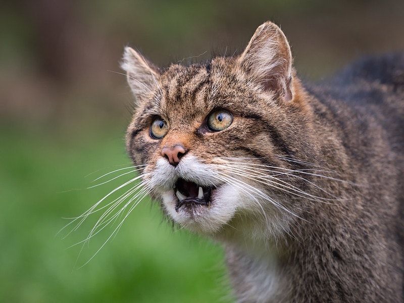 Celebrity Rewilding & New Farming Network