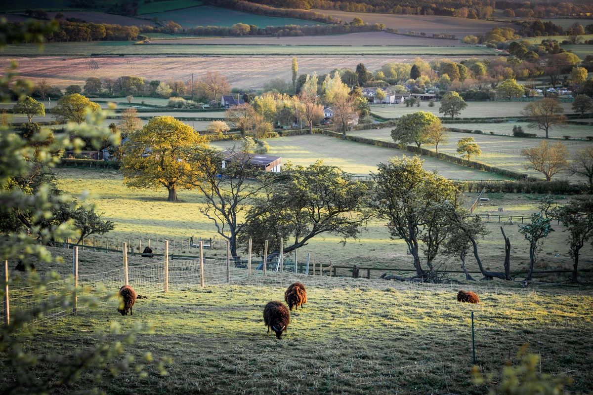 Sustainable Agriculture & Ancient Oaks
