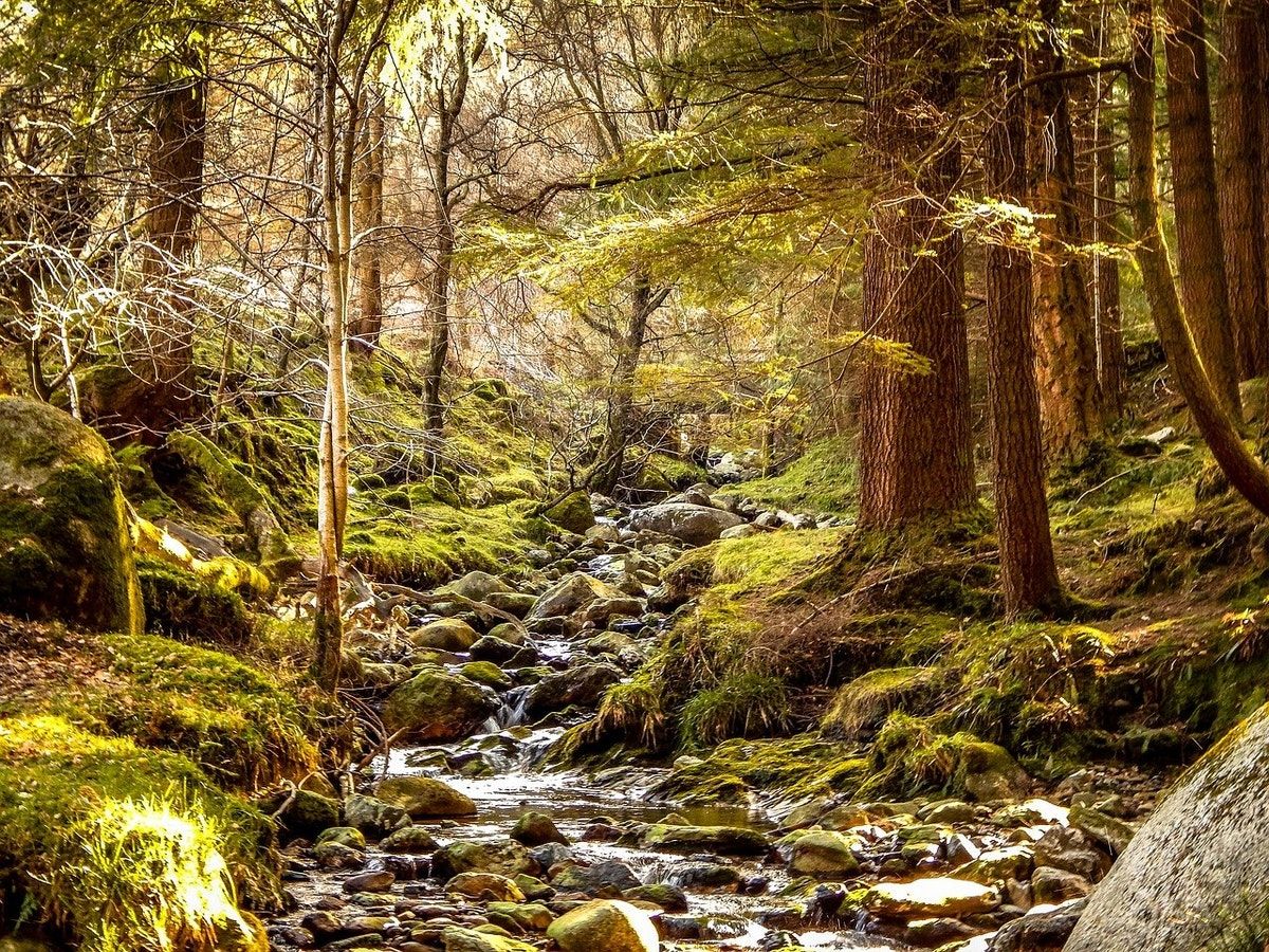 The UK is (mostly) lagging behind Europe on nature