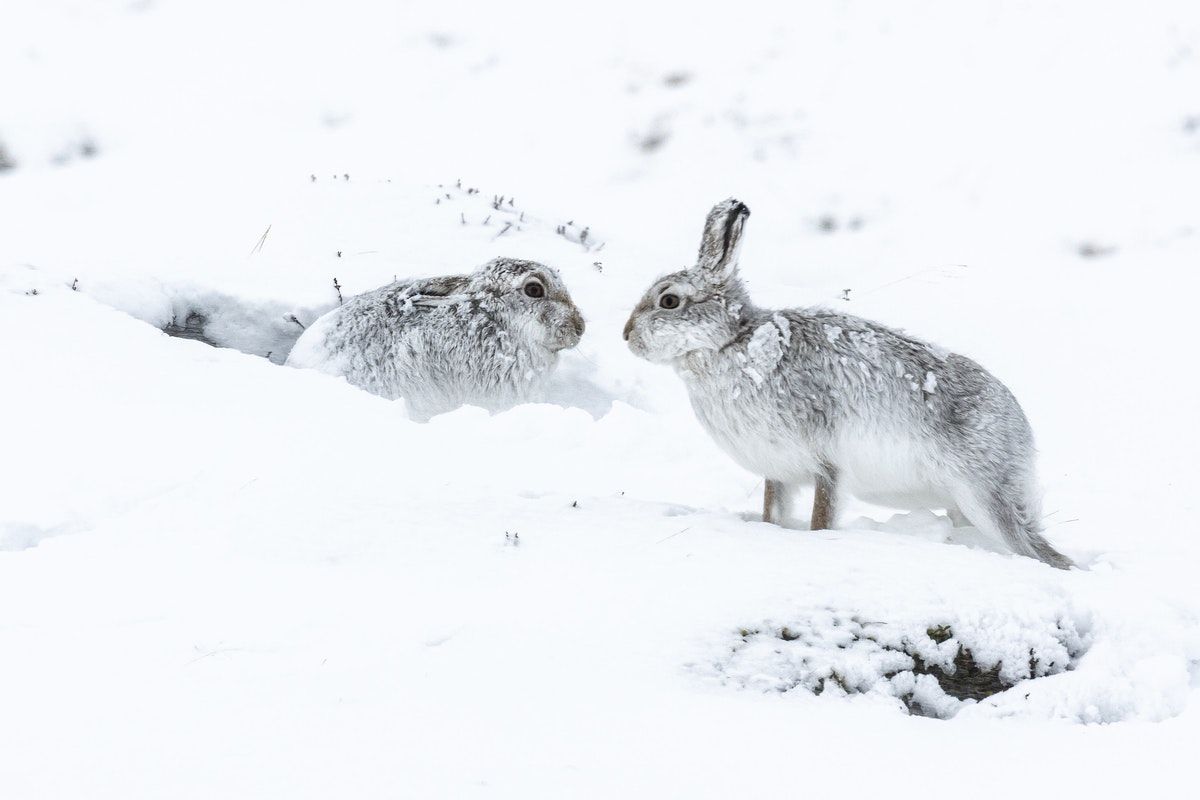Mountain Hares & Angry Botanists