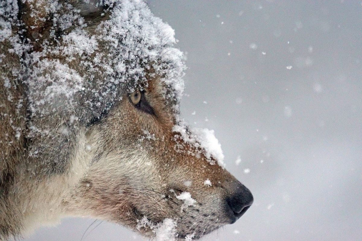 Nature Policies & Wolf Reintroduction
