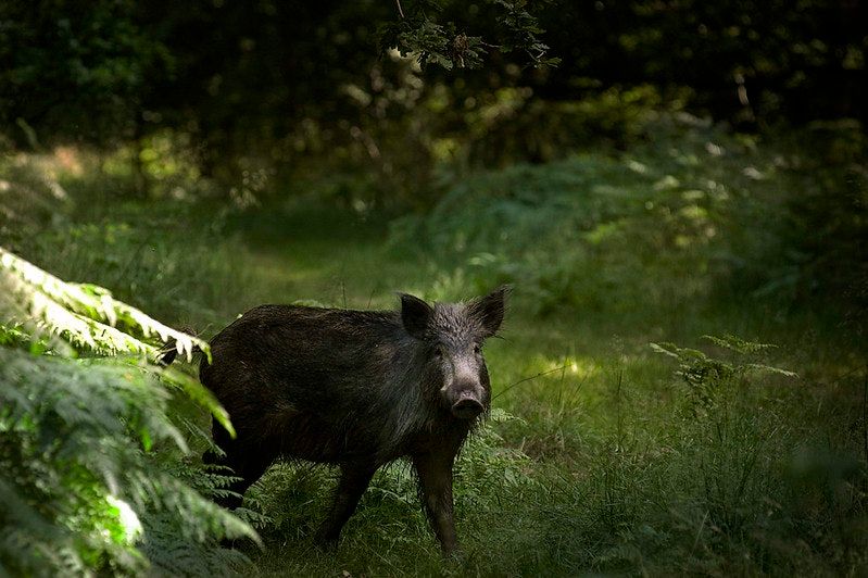 A dark miracle in the Forest of Dean