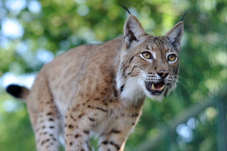 Lynx Controversy & Extinction Denial