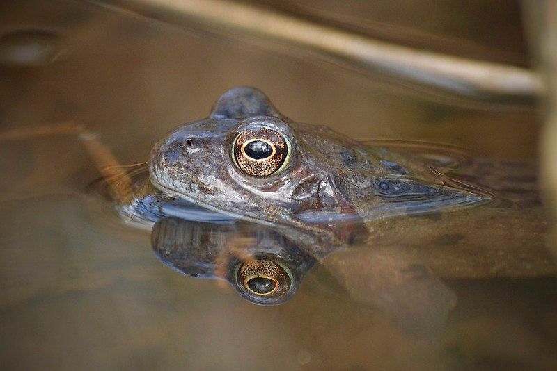 Environment Bill & Frog Potions