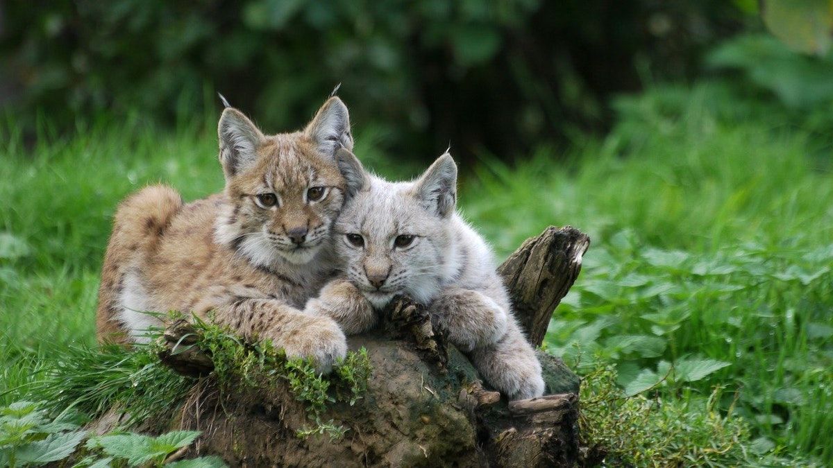 Lynx Reintroduction & Golf Club Ponds
