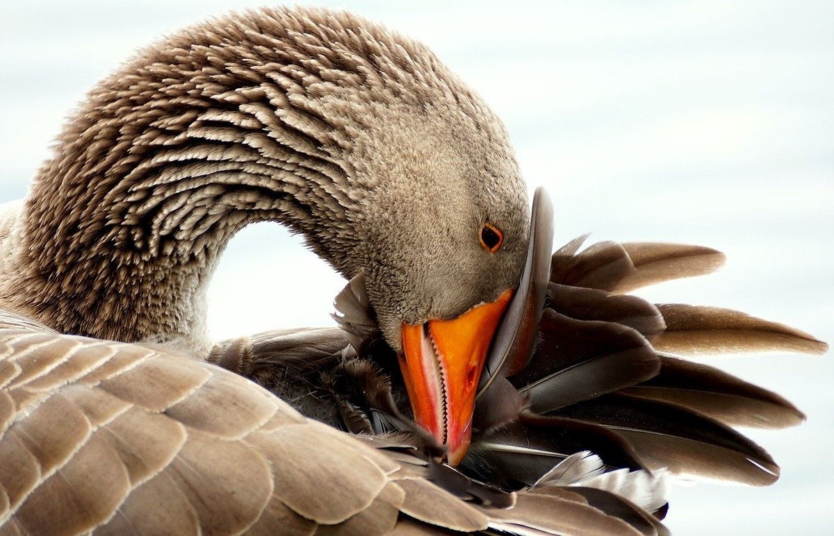 Cubbington Pear & Orkney Goose Game