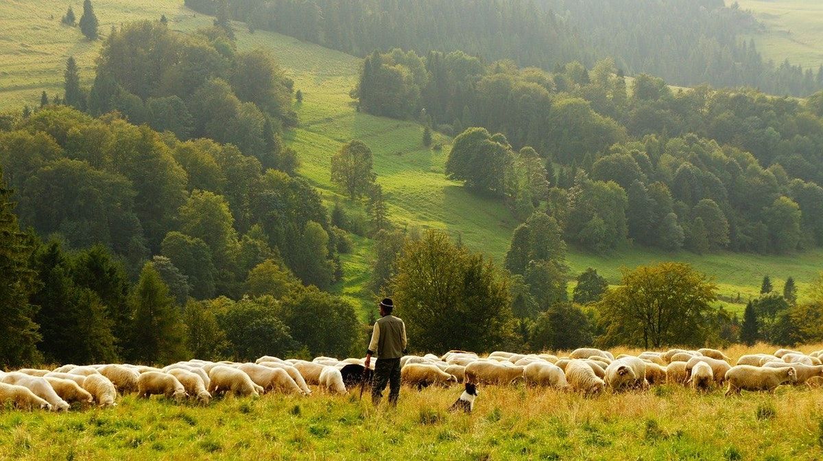 Agriculture Bill & Wildlife Crime