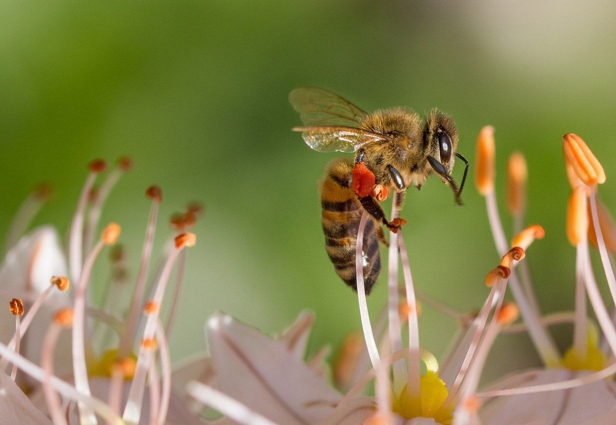Pesticide Problems & Rural Reform