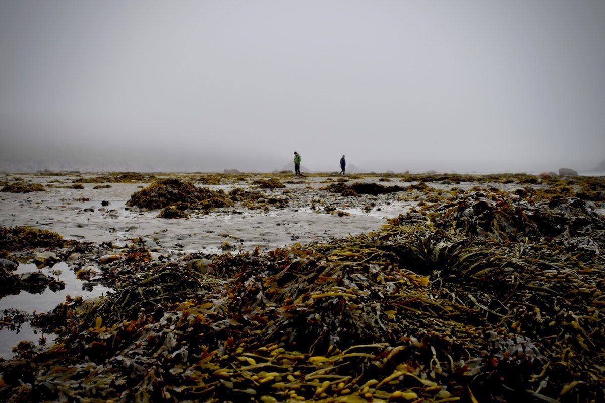 Is the ancient art of seaweed harvesting still sustainable?