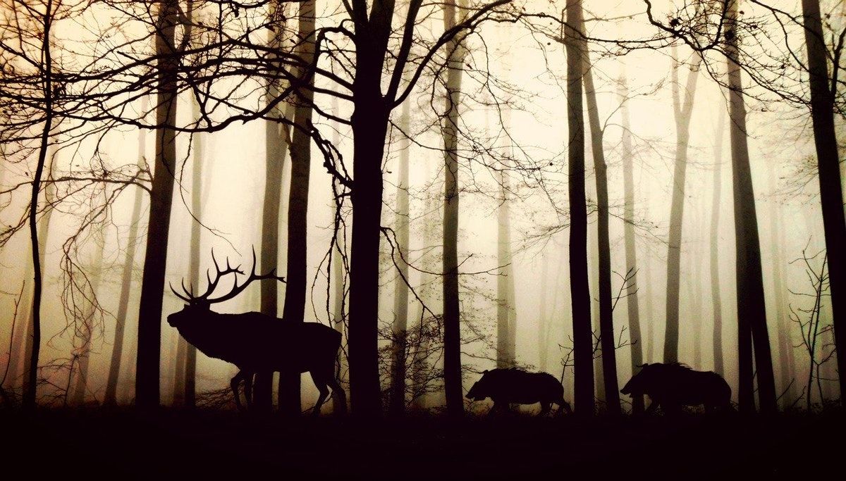 Citizens' Assembly & Rewilding Debate