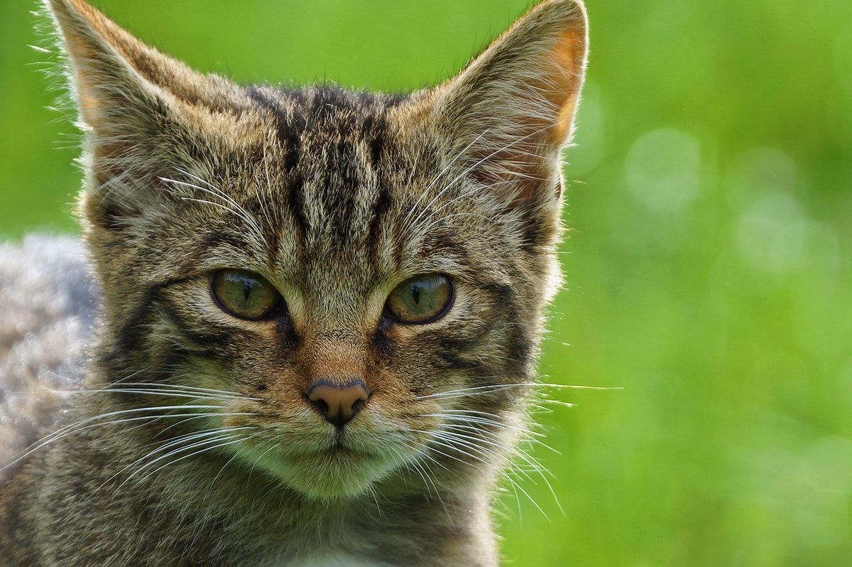 Endangered Mammals & Tiny Trees