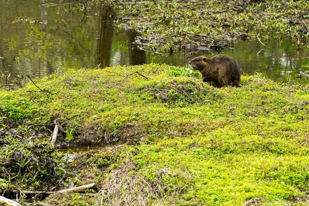 GSCEs, Puffins & Beaver Cull