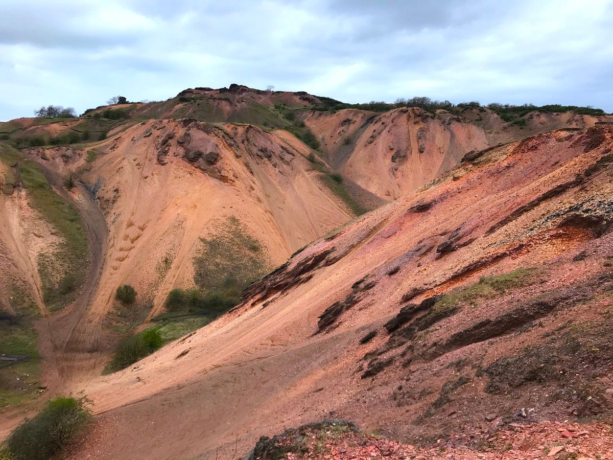 On the spoil heap, where nature rises from the wreckage
